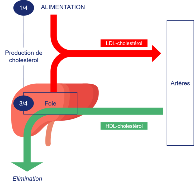 Schéma représentant le transport du cholestérol (LDL et HDL) par le sang