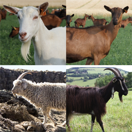Histoire Du Chevre Les Origines Du Fromage De Chevre Soignon Histoire Du Chevre Les Origines Du Fromage De Chevre Soignon