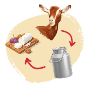 Image de la catégorie : Parcours de notre lait de chèvre